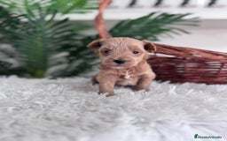 Maltipoo perros en venta: MALTIPOO - Imagen 9