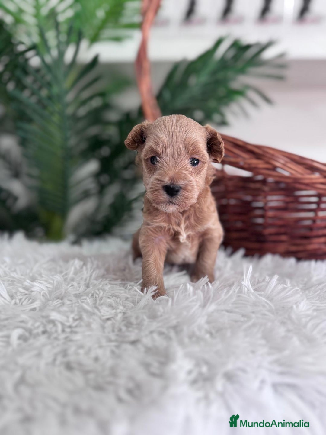 Maltipoo perros en venta: MALTIPOO - Imagen 9
