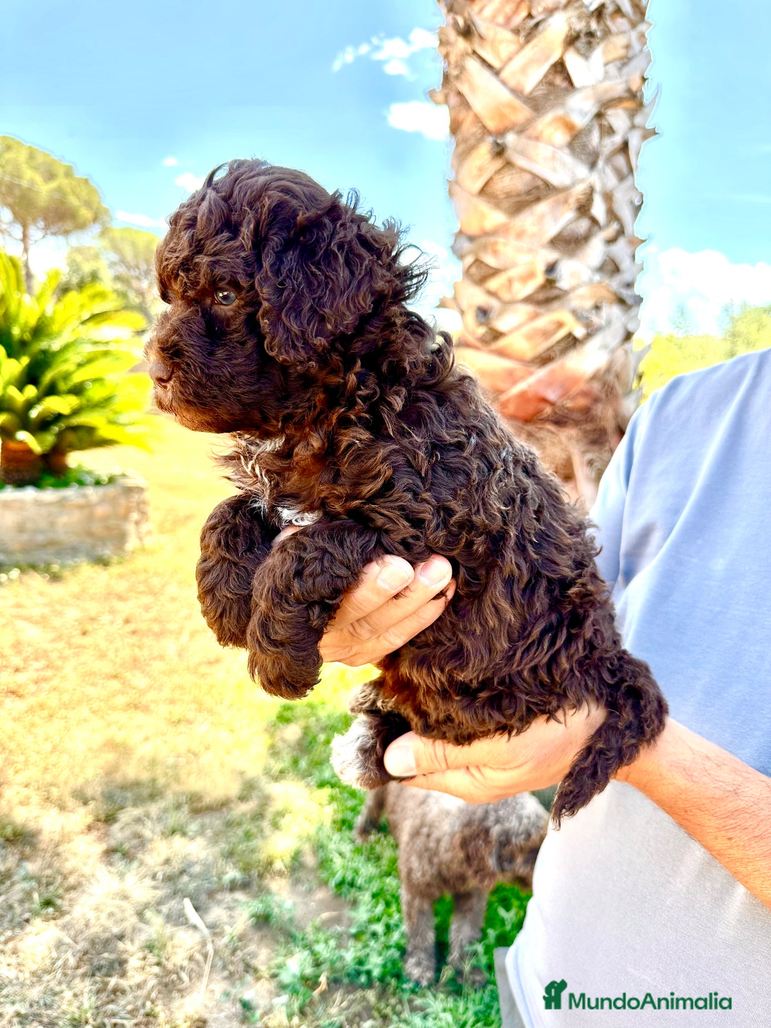 Perro de Agua Español perros Perro de Agua - Anuncio 3