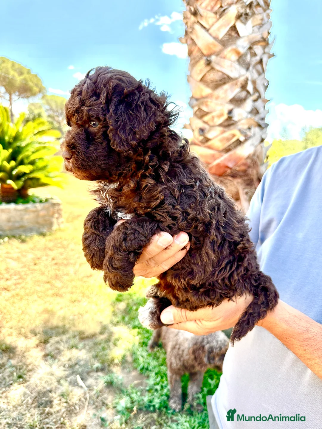 Perro de Agua Español perros en venta: Perro de Agua - Anuncio 1