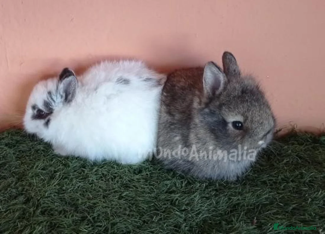 Imagen de galería {{count}}