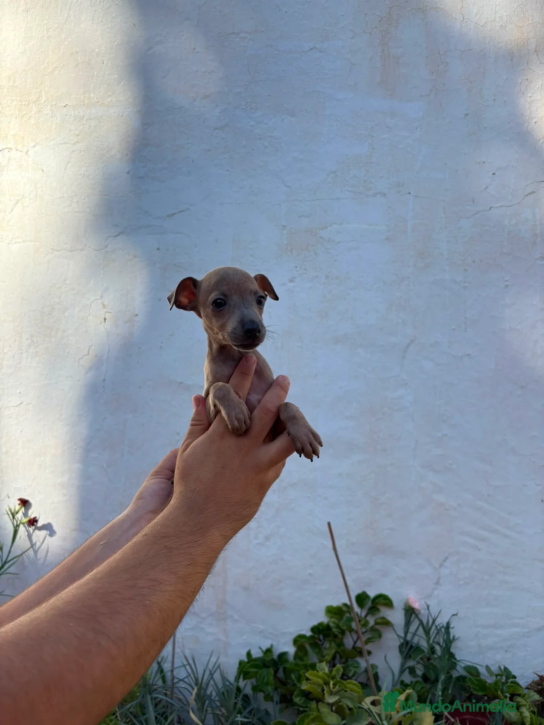 Pequeño Lebrel Italiano perros en venta: Cachorros de Lebrel Italiano  - Anuncio 2