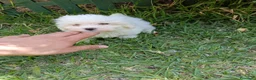 Bichón Maltés perros en venta: Bichón Maltés Machos y Hembras - Anuncio 5