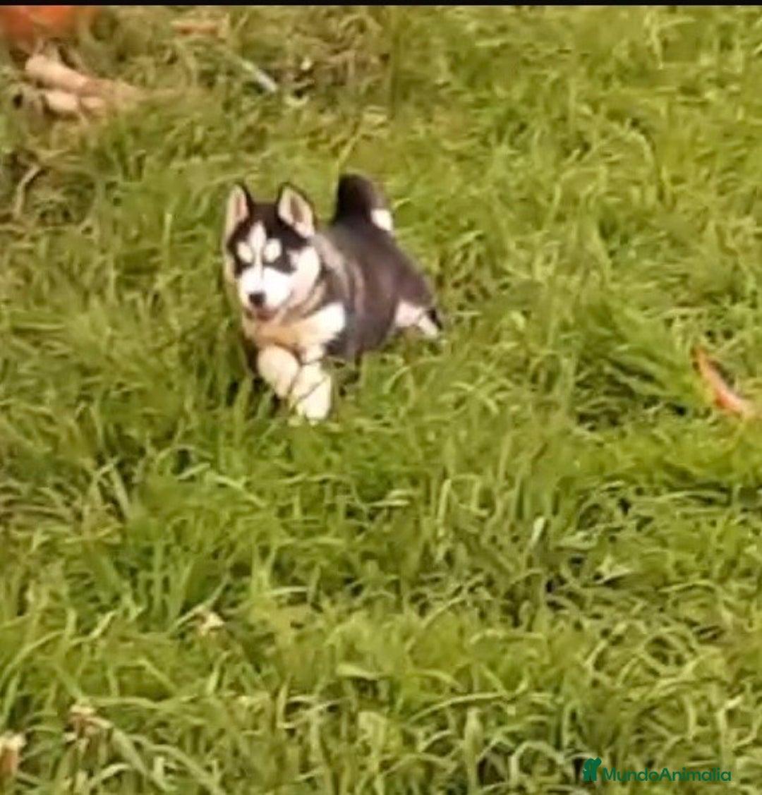 Husky Siberiano perros en venta: Cachorros de husky siberiano ojos azules  - Anuncio 4