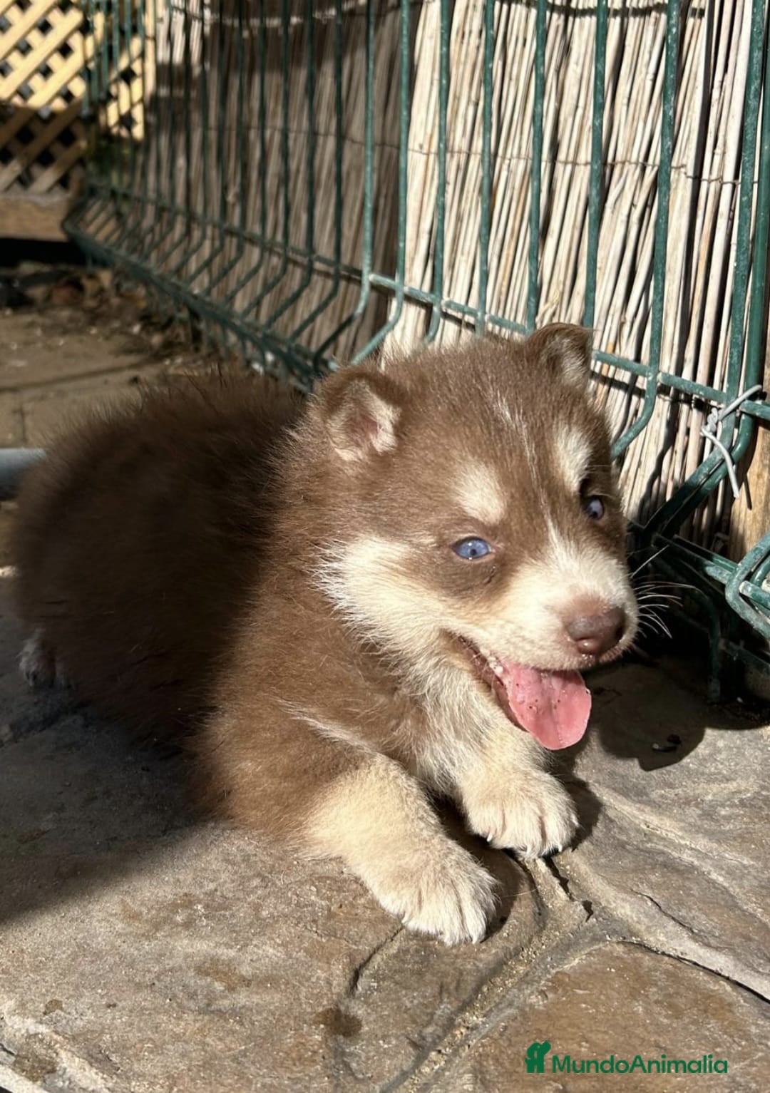 Husky Siberiano perros en venta: Husky siberiano hembra chocolate ojos azules - Anuncio 2