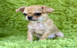 Chihuahua perros en venta: Chihuahua toy  - Imagen 1