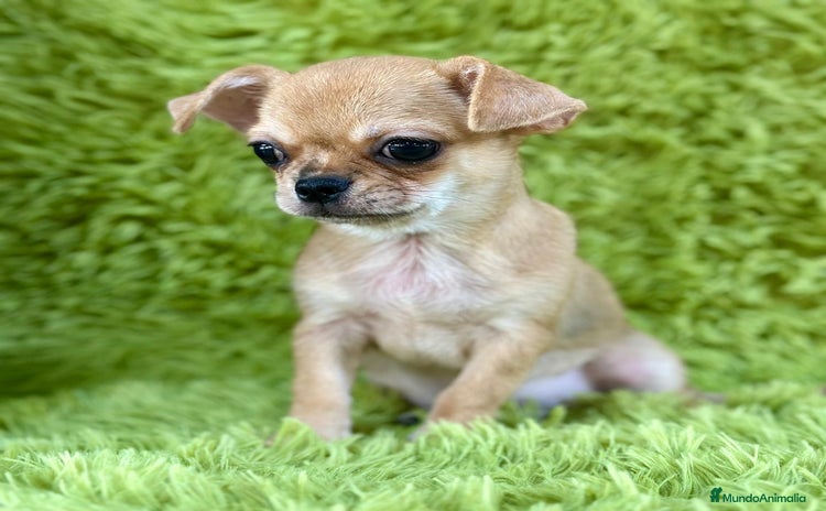 Chihuahua perros - Anuncio 1