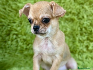 Chihuahua perros - Anuncio 16