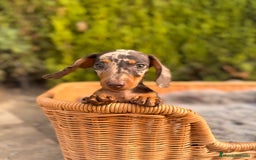 Teckel Miniatura perros en venta: camada de teckel - Imagen 5