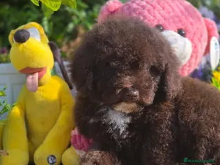 Perro de Agua Español perros Camada perro de aguas - Anuncio 1