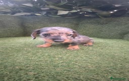 Teckel Miniatura perros en venta: teckel miniatura pelo basto arlequín y negro fuego - Imagen 8