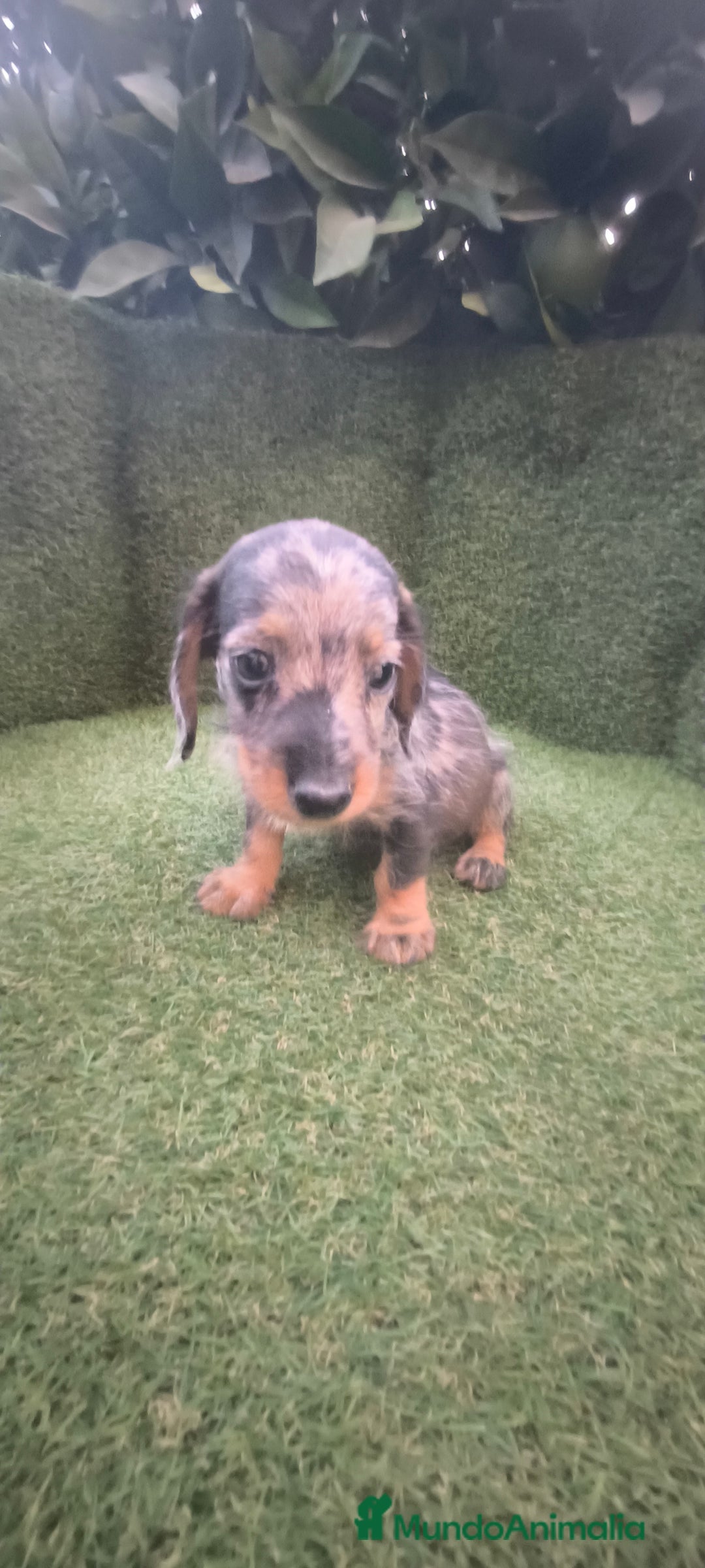 Teckel Miniatura perros en venta: teckel miniatura pelo basto arlequín y negro fuego - Imagen 8