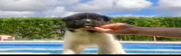 Akita Americano perros en venta: Akita Americano - Anuncio 2