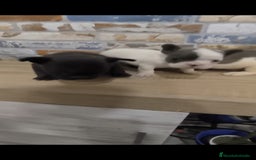 Bulldog Francés perros en venta: Bulldog francés exóticos  - Imagen 3