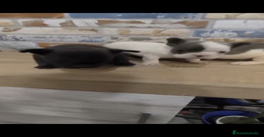 Bulldog Francés perros - Anuncio 12