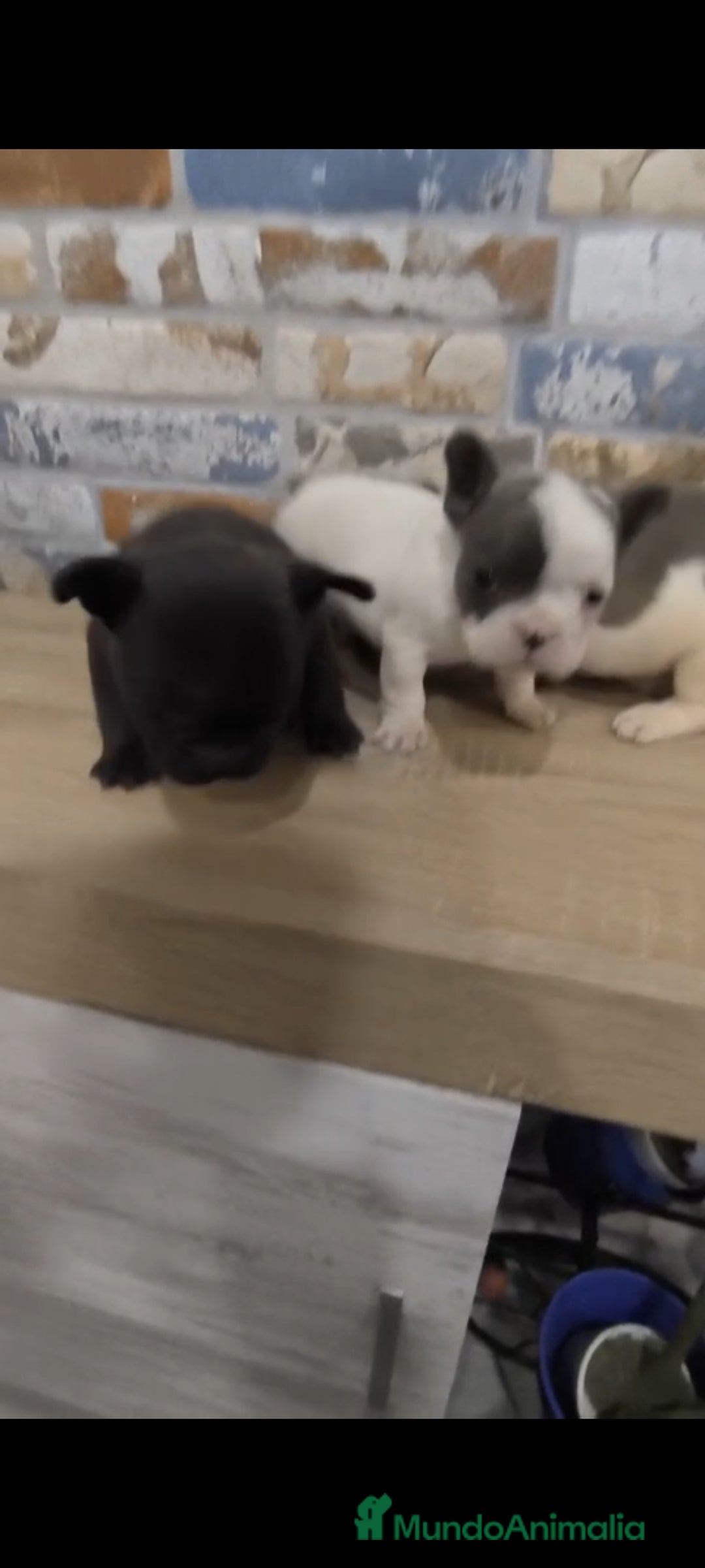 Bulldog Francés perros en venta: Bulldog francés exóticos  - Imagen 3