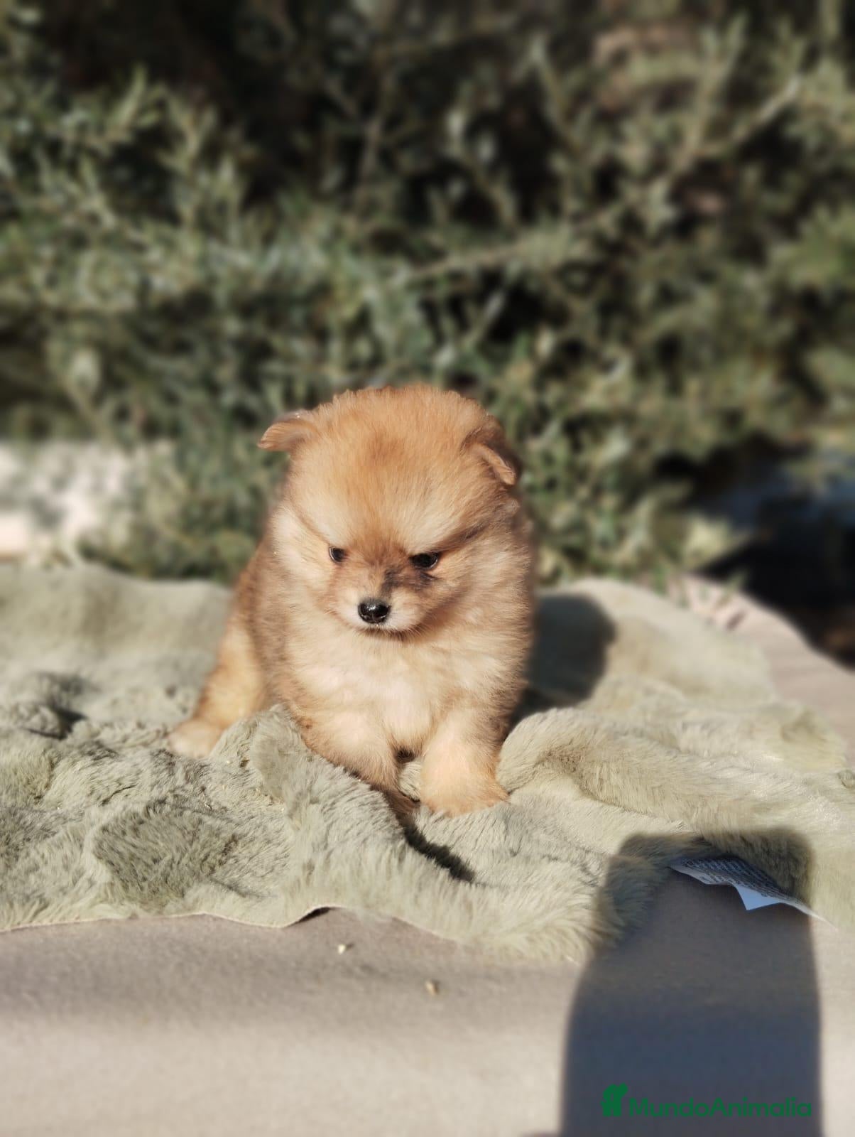 Pomerania perros Pomeranias Toy - Anuncio 1