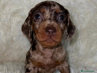 Teckel Miniatura perros TECKEL ARLEQUÍN MINIATURA - Anuncio 31