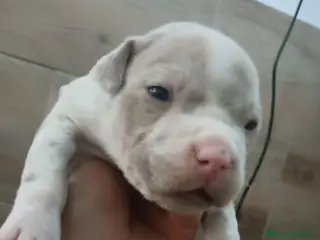 American Bully perros american bully exotic micro - Anuncio 4