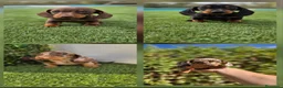 Teckel perros en venta: TECKEL MINI & KANNINCHEN - Anuncio 1