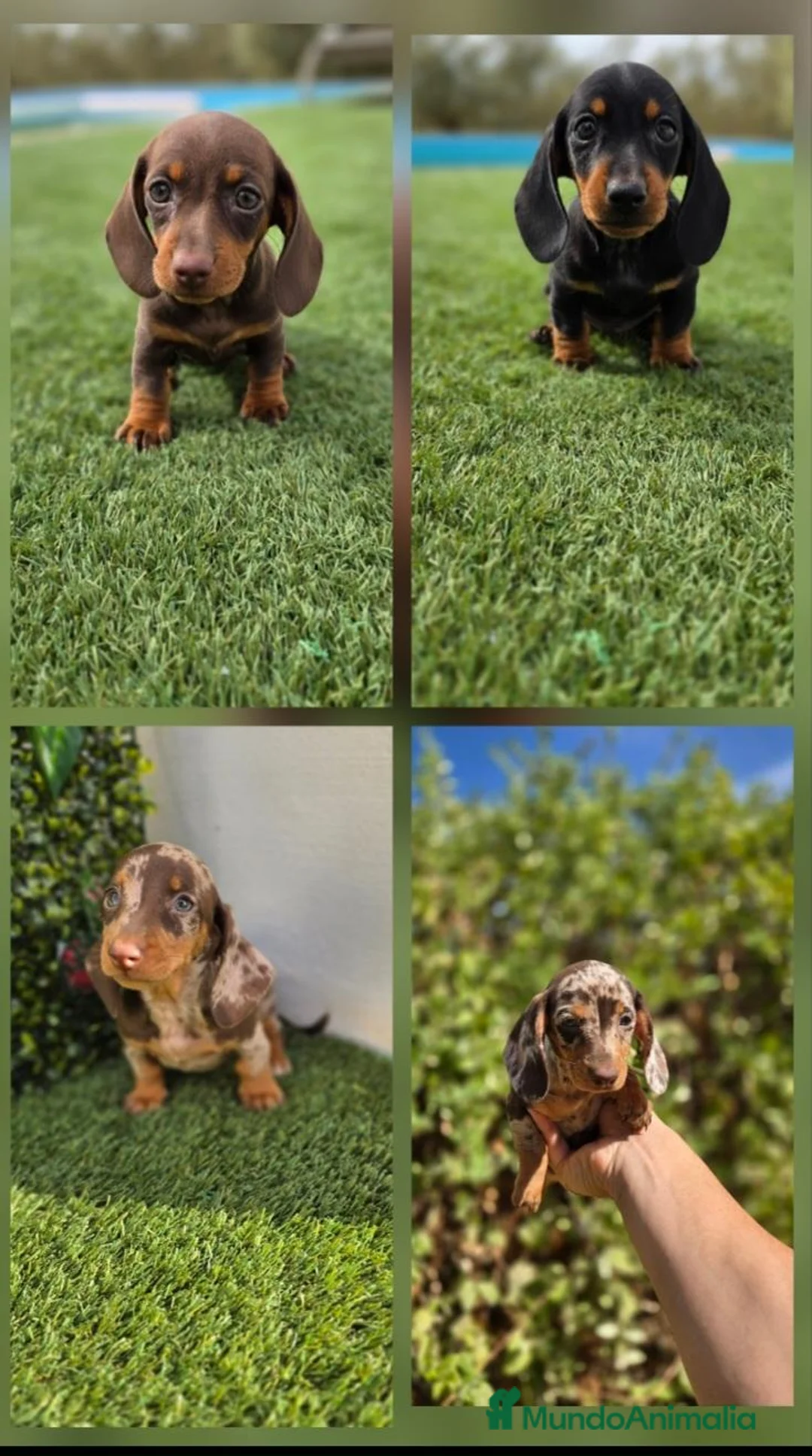 Teckel perros en venta: TECKEL MINI & KANNINCHEN - Anuncio 1
