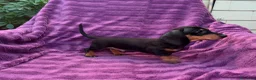 Teckel Miniatura perros en venta: Teckels Miniatura de calidad  - Anuncio 7
