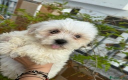 Bichón Maltés perros en venta: Bichón maltés 3 machitos  - Imagen 5