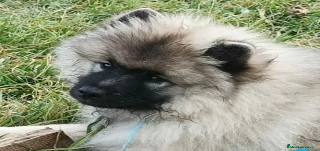 Imagen de galería {{count}}