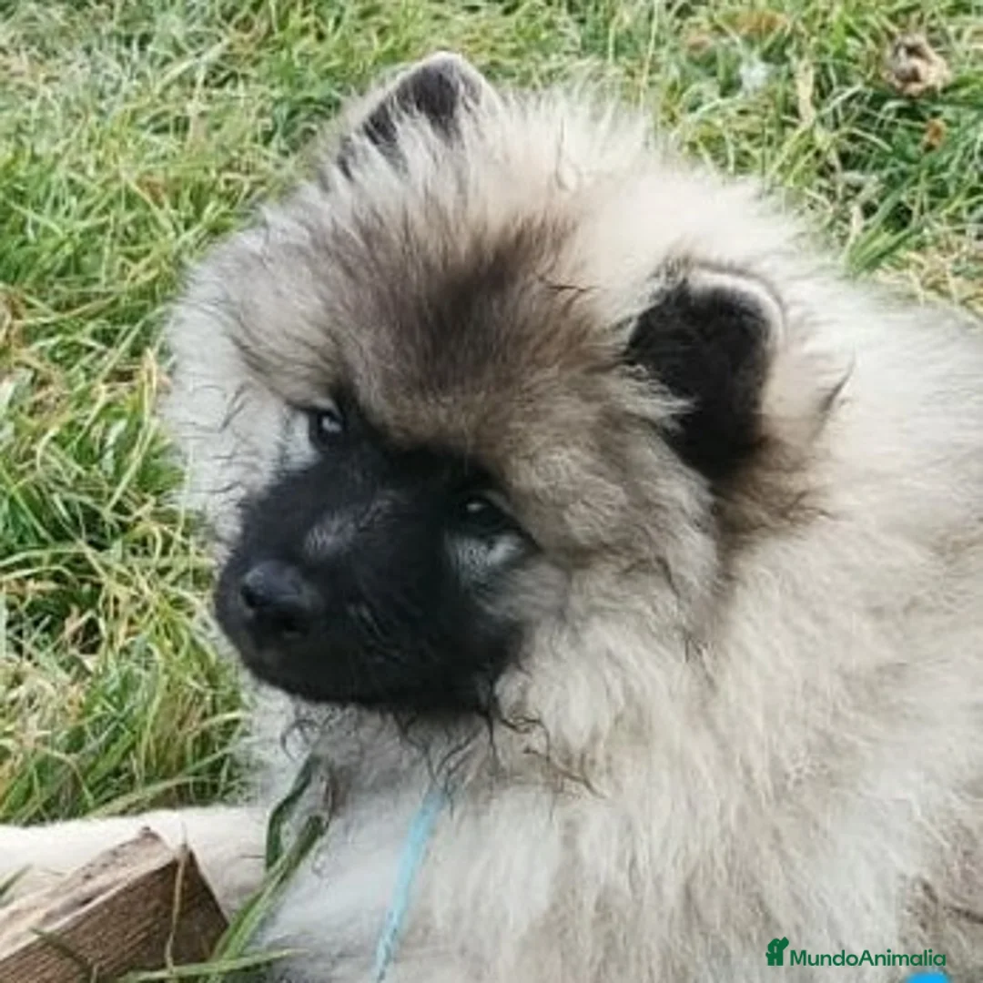 Imagen de galería {{count}}