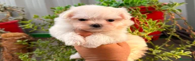 Bichón Maltés 4