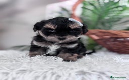 Raza Mixta perros en venta: YORKIPOO - Anuncio 7