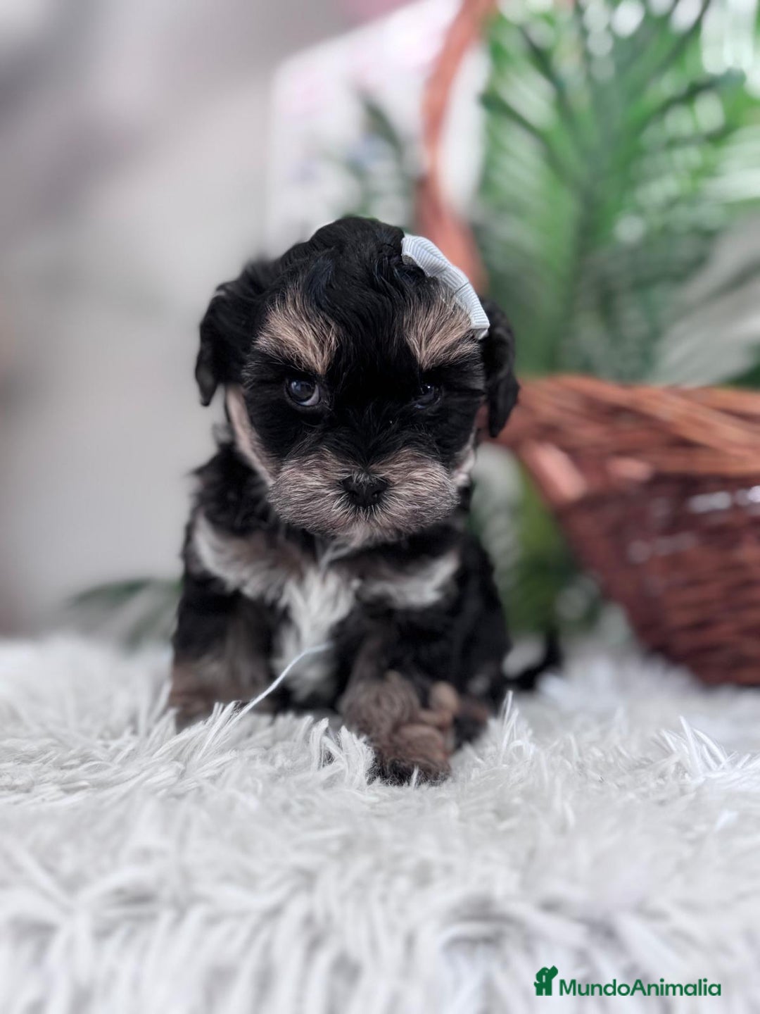 Raza Mixta perros en venta: YORKIPOO - Anuncio 7