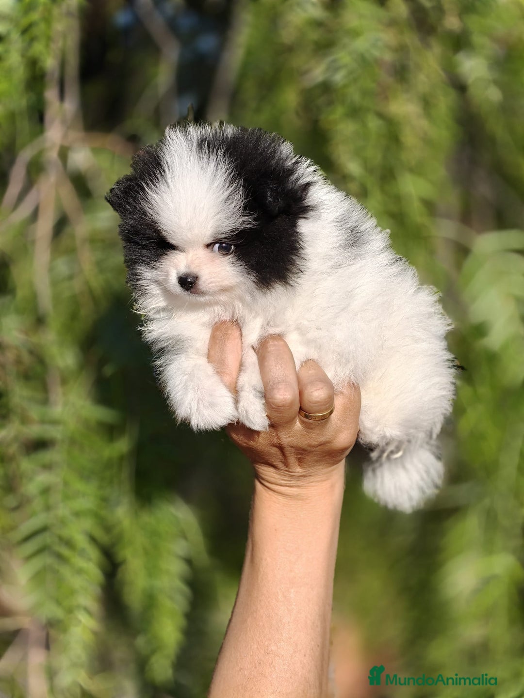 Pomerania perros en venta: Pomerania Blanco y Negro línea rusa  - Imagen 7