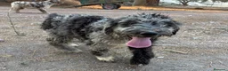 Perro de Agua Español perros en venta: PERRO DE AGUA ESPAÑOL - Anuncio 7