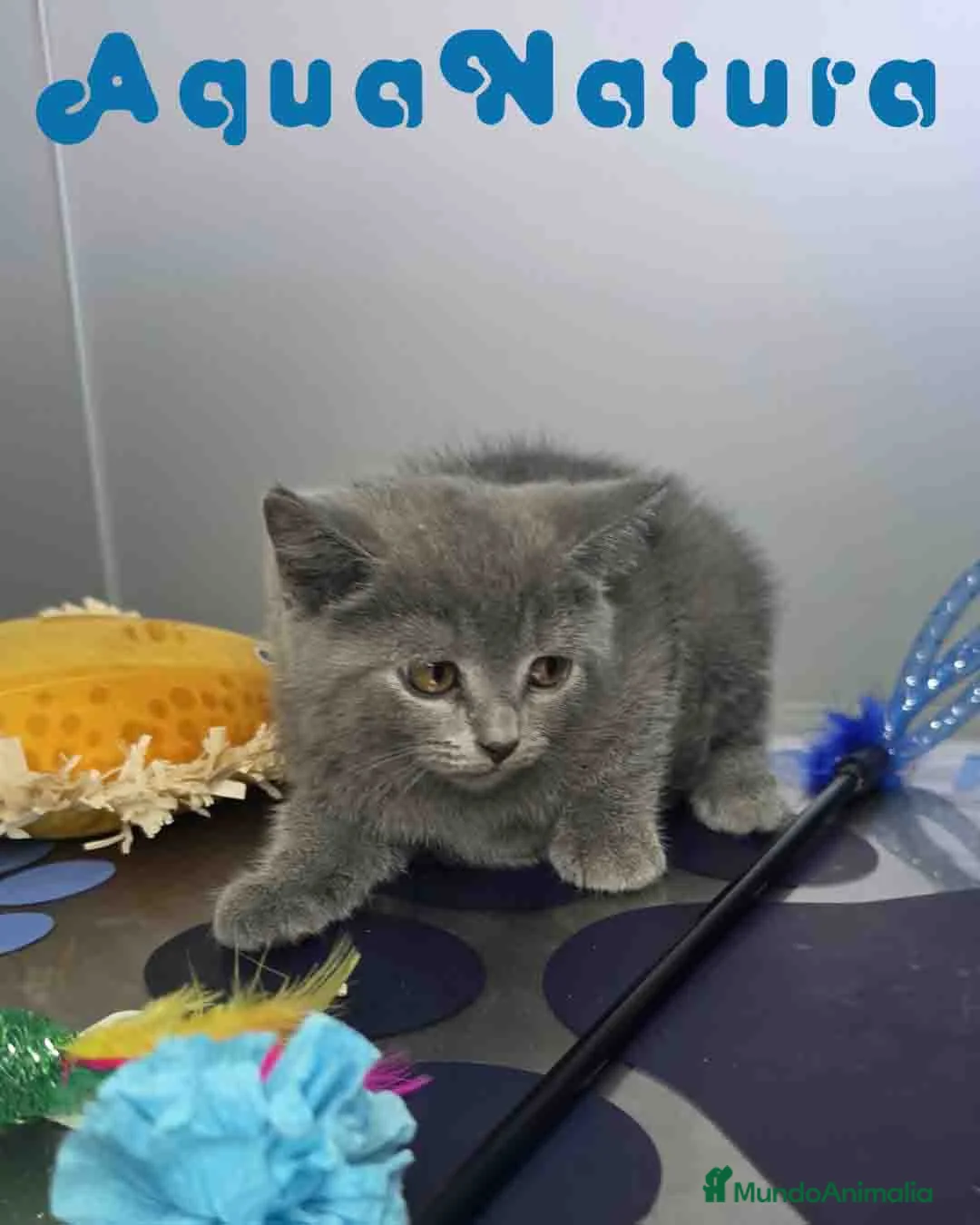 Británico de Pelo Corto Azul gatos en venta: British Hembra 6342 AQUANATURA - Anuncio 7