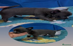 Chihuahua perros en venta: Chihuahua macho azul - Imagen 3