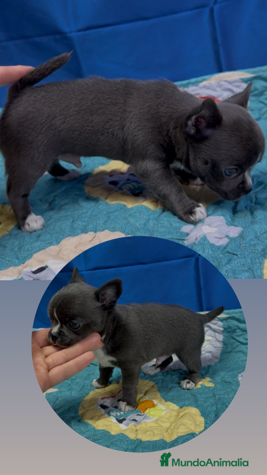 Chihuahua perros en venta: Chihuahua macho azul - Imagen 3