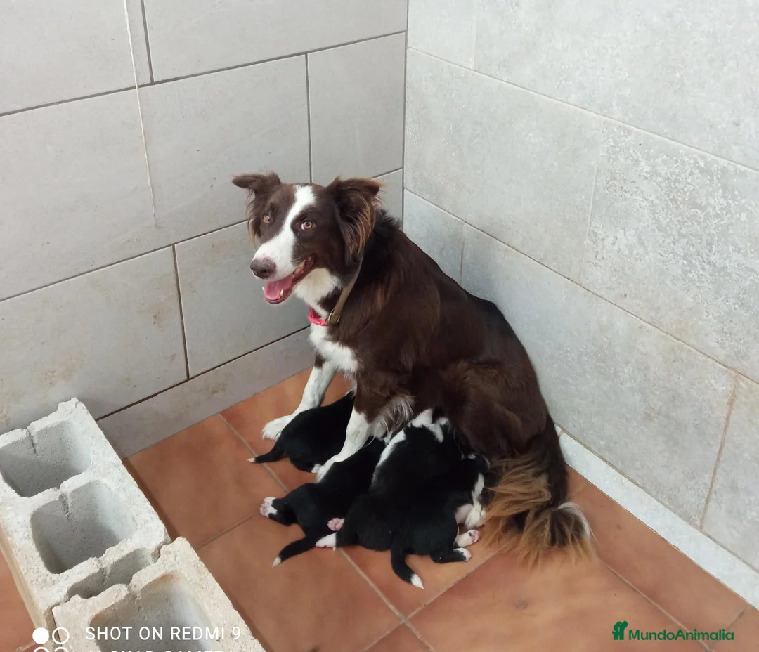 Border Collie perros en venta: Border Collie  - Anuncio 1