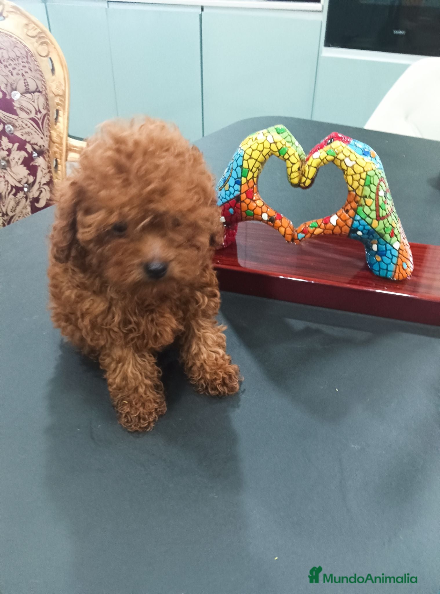Caniche Toy perros CANICHE TOY - Anuncio 2