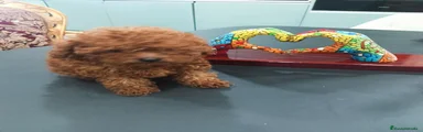 Caniche Toy 1