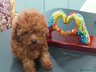Caniche Toy perros CANICHE TOY - Anuncio 1