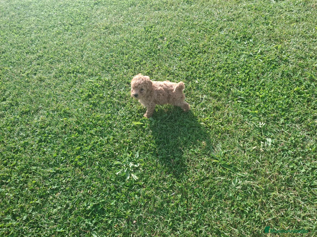 Caniche Toy perros en venta: Caniche Toy - Anuncio 5