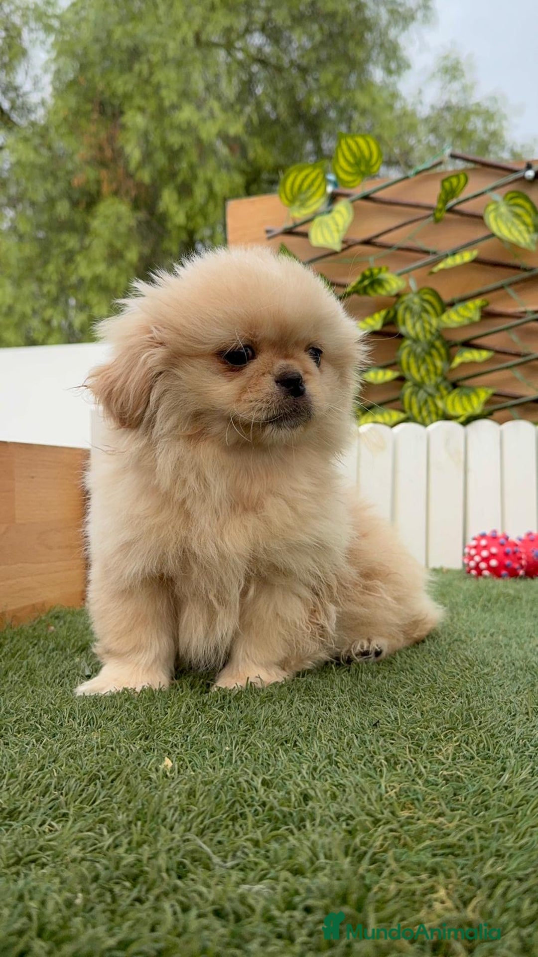 Pekinés perros en venta: PEKINES IMPERIAL - Imagen 9
