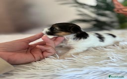 Yorkshire Terrier perros en venta: YORKSHIRE BIEWER - Anuncio 3