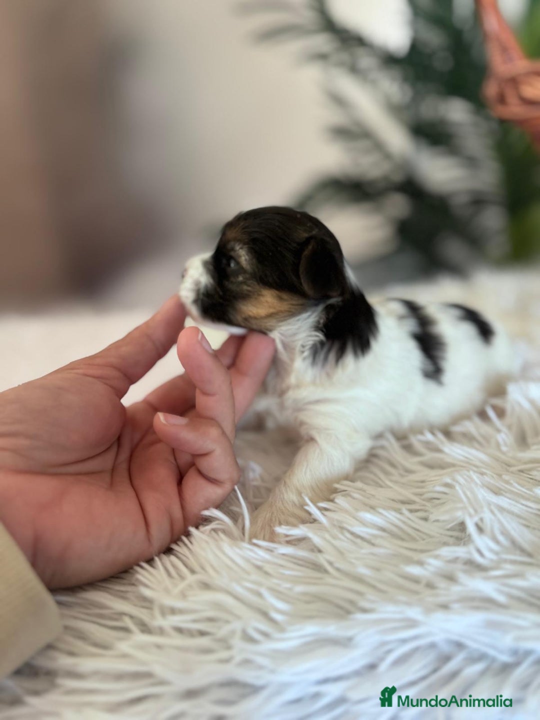 Yorkshire Terrier perros en venta: YORKSHIRE BIEWER - Anuncio 3