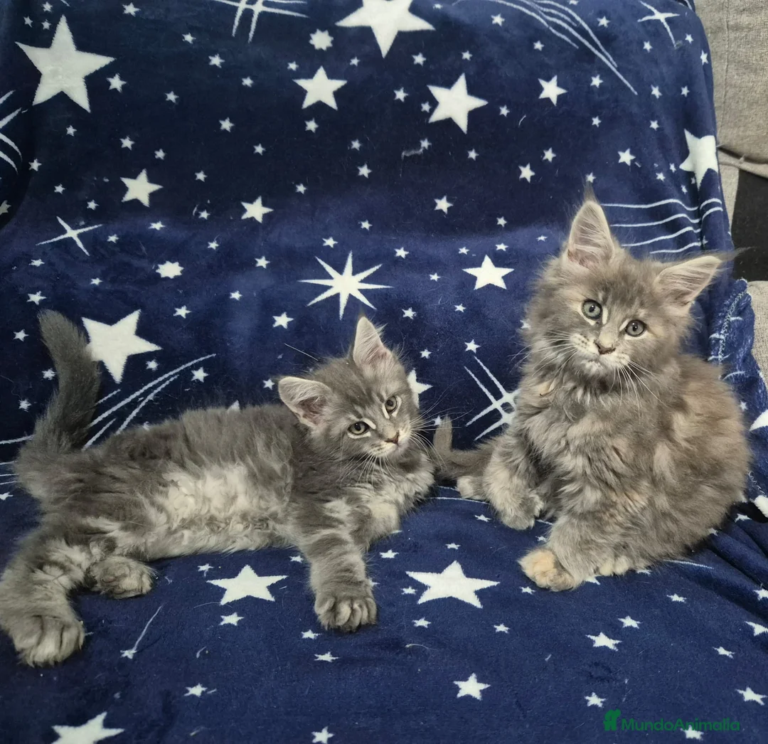 Maine Coon gatos en venta: Maine coom - Anuncio 2