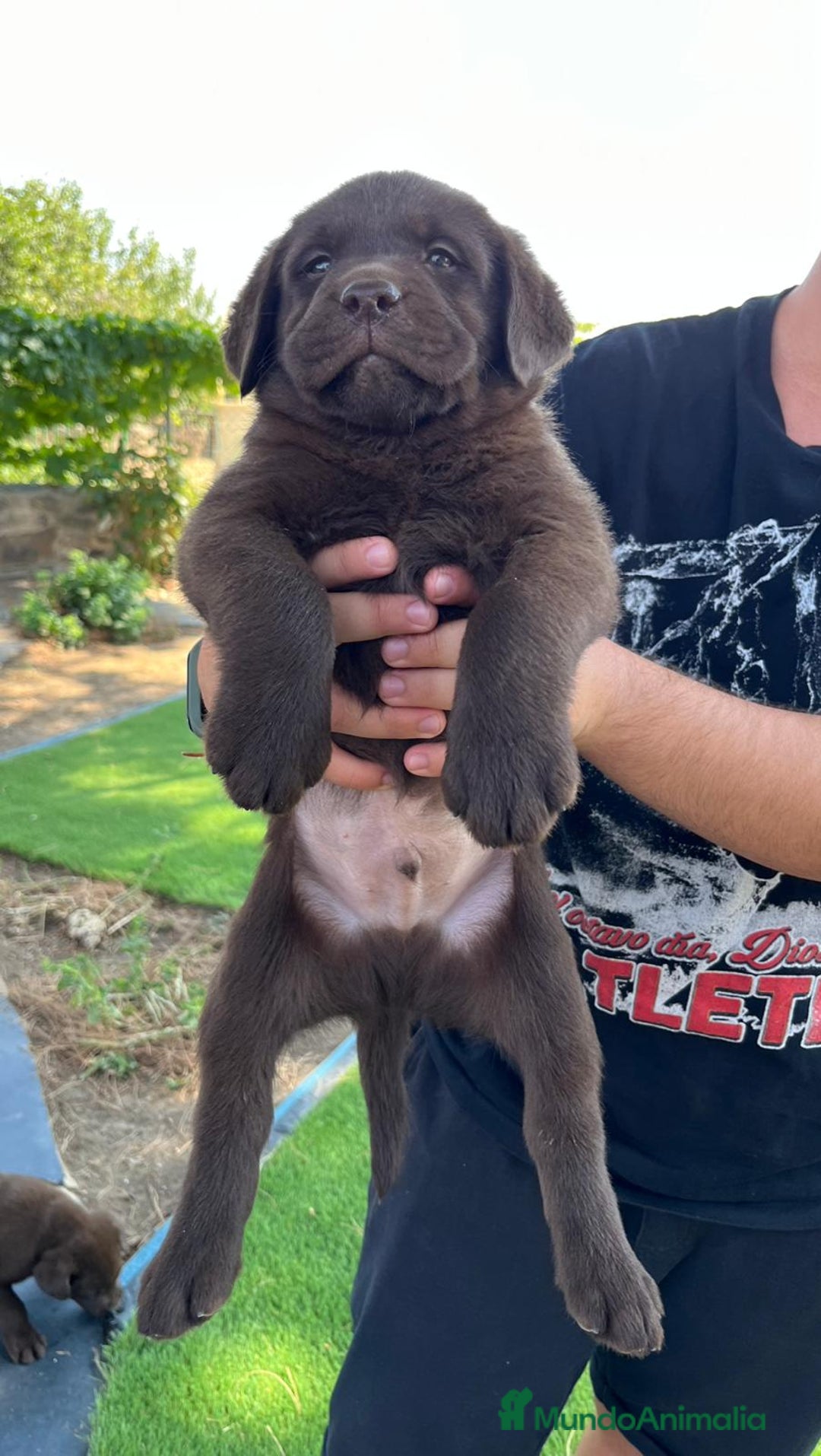 Labrador Retriever perros en venta: Cachorro macho con excelente pedigree  - Imagen 7