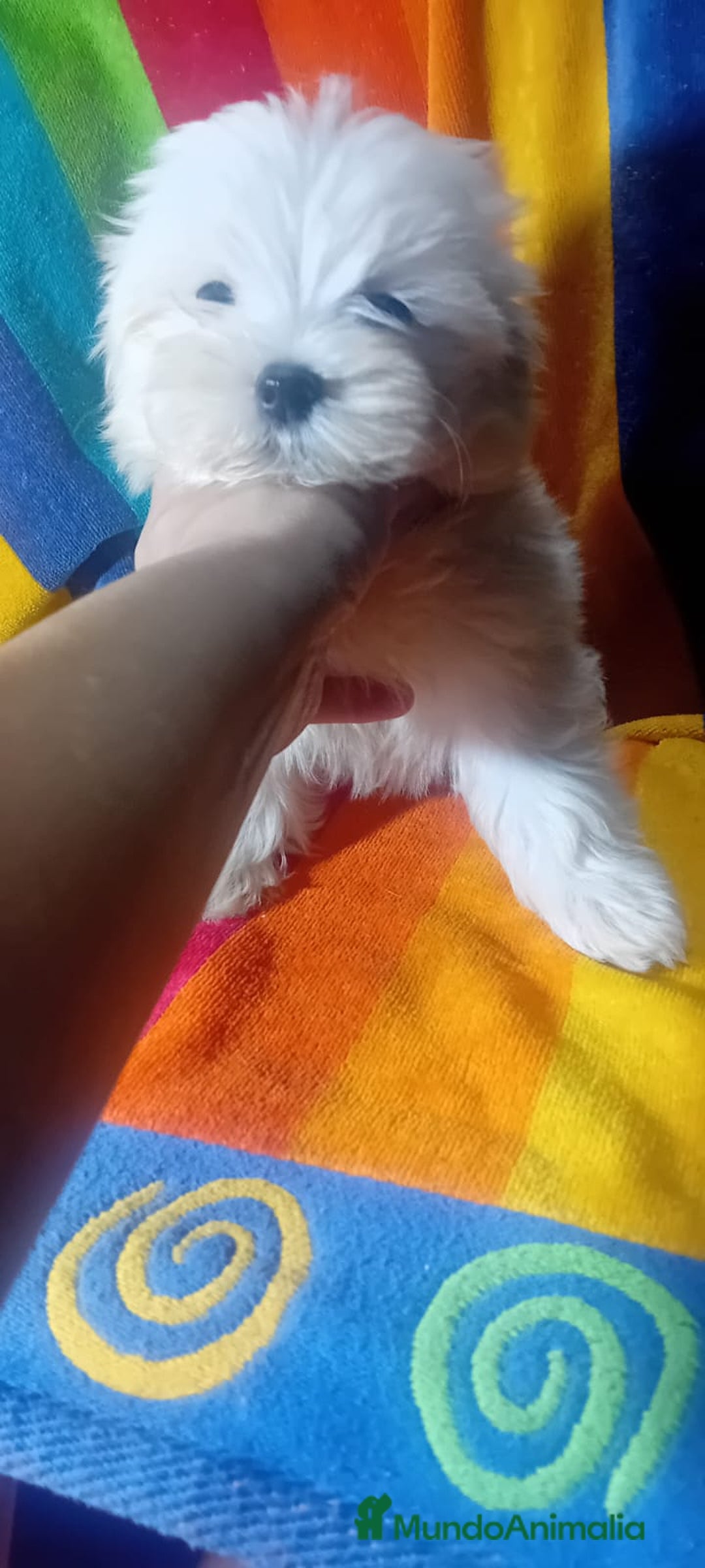 Bichón Maltés perros en venta: Maltés coreano toy ✨✨✨👈👈👈☎️ - Imagen 5