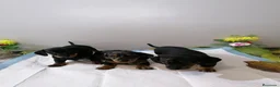 Teckel Miniatura perros en venta: Teckel mini  - Anuncio 5