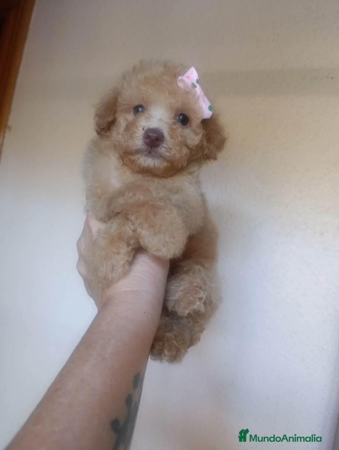 Caniche Toy perros en venta: CANICHE HEMBRA TOY EXCLUSIVA - Anuncio 1